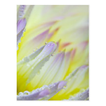 Dahlie-Blume mit Tautropfen Postkarte