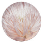 Dahlie-Blume und -bedeutung Teller