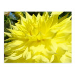 Dahlie-Blumenpostkarten gelbe Dahlien mit Blumen