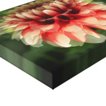 Dahlie, die Lotus verspottet Gespannter Galerie Druck