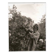 Dahlien Kunstphoto