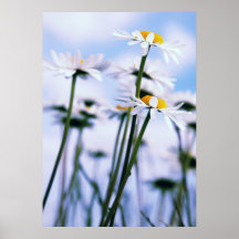 Daisies Plakate