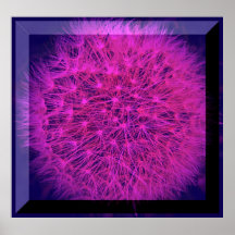 Dandelion in pink plakatdruck
