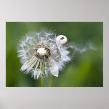 Dandelion Plakatdruck