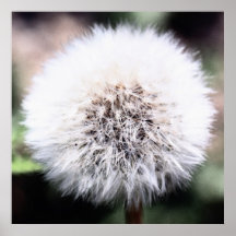 Dandelion Plakatdrucke
