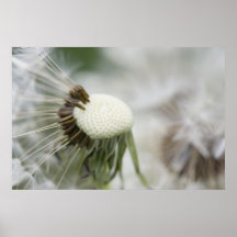 Dandelion Poster