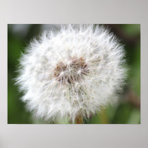 Dandelion Poster