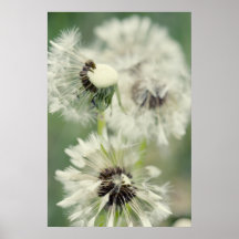 Dandelion Posters