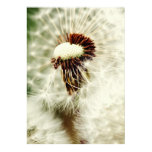 Dandelion poster