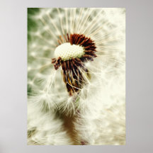 Dandelion Posters