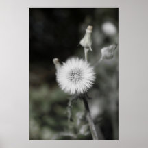 Dandylion Posterdrucke