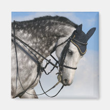 dapple-graues Pferd Magnete