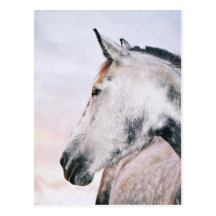 DAPPLE-GREY HEADSHOT-POSTKARTE