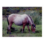 Dartmooe Pony Grazeing Autunm Postcard