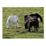 Dartmoor Ponies Grazeing Summer Post Cards