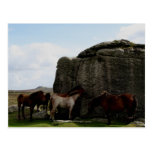 Dartmoor Ponies Sheltering Bone Hill Rocks .1. postkarten