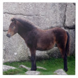 Dartmoor Pony, das Knochen-Hügel-Felsen schützt fliesen