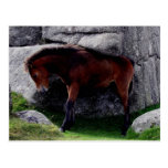 Dartmoor Pony Foal Itching Bone Hill Rocks Post Cards