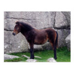 Dartmoor Pony Foal Sheltering Bone Hill Rocks postkarten