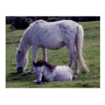 Dartmoor Pony Grey Mare Grazeing Foal Resting postkarten