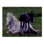 Dartmoor Pony Grey Mare Resting Foal Standing postkarten