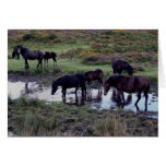 Dartmoor Pony-Herde am Bewässerungs-Loch karten
