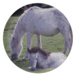 Dartmor Pony-graues Stute Grazeing Fohlen-Stillste teller