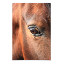 Das Auge des Pferds Photo Druck