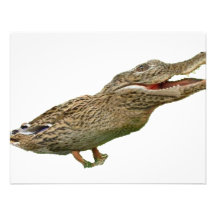 Das Crocoduck Einladungskarten