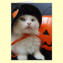 Das Halloween einer Katze karten