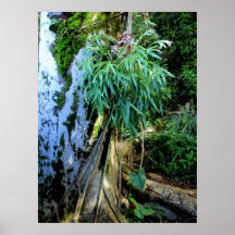 Das Nest-Farn des Vogels Poster