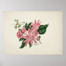 Das racemose Passionflower-Plakat