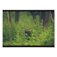 Das Tier in Bush Photographien