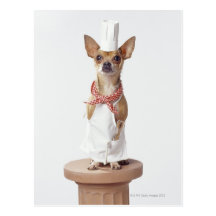 Das Weiß des Chihuahuahundetragenden Koch, Studios Postkarte