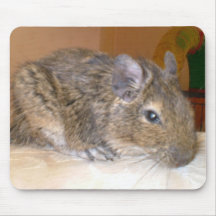 Degu, das Mousepad sich entspannt