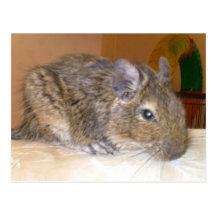 Degu entspannende Postkarte