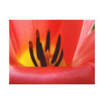 Dekorative Kunst-rote Tulpe-Blumen-Fotografie-Lein Gespannte Galeriedrucke
