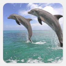 Delfin, Dauphin, groberes Tuemmler, Tursiops 4 Aufkleber