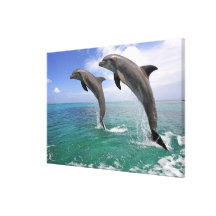 Delfin, Dauphin, groberes Tuemmler, Tursiops 4 Gespannte Galeriedrucke