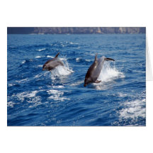 Delphin-Abenteuer Karte