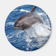 Delphin-Abenteuer Magnets