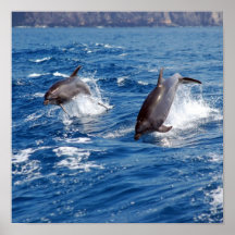 Delphin-Abenteuer Plakatdrucke