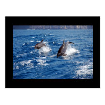 Delphin-Abenteuer Postkarte