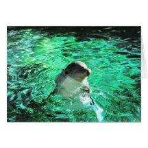 Delphin! Grußkarte