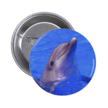 Delphin-Nase Anstecknadel