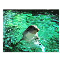 Delphin! Postkarte