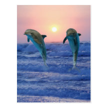 Delphine am Sonnenaufgang Postkarte