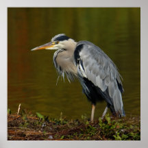 Denkender Reiher-Druck Plakate