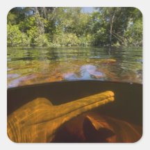 Der Amazonas-Delphine (Inia geoffrensis) Ariau Sticker