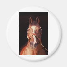Der bestste Stallion der Nordtänzer-… Welt Magnete